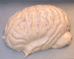 Igor's Pickled Brain Halloween Gelatin Mold Recipe
