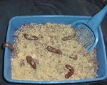 Kitty Litter Cake for Halloween