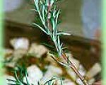 Grilled Rosemary Vegetables