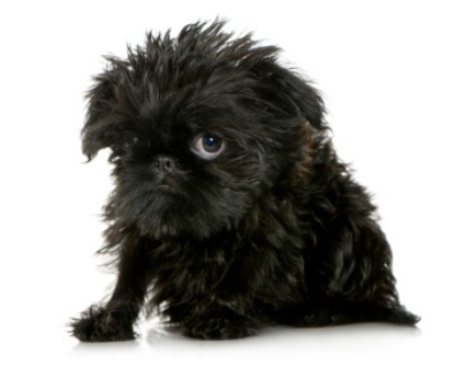 Affenpinscher