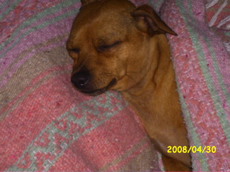 Sleepy dog