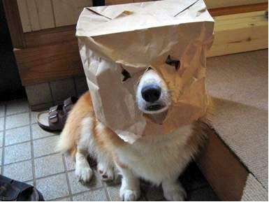 Homemade bag mask for dog