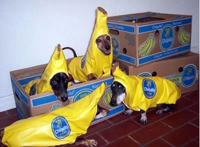 Chiquita banana dogs