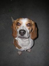 Bauer the Beagle