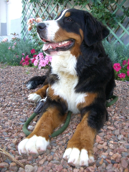 Bernese Mountain dog