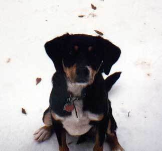 Bernie in the snow