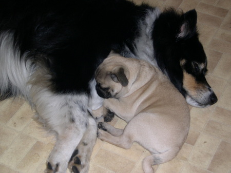 Big buddy &amp; little buddy