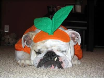 bulldog costumes