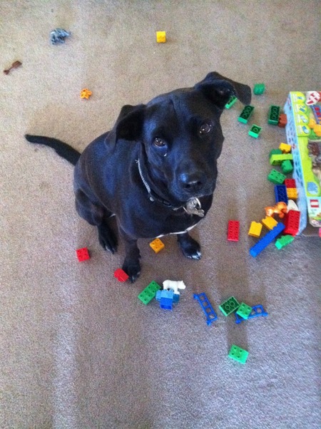 The Bundy's dog