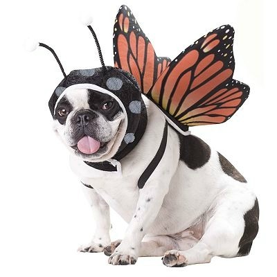 Butterfly Pet Costume