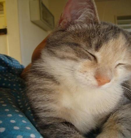 Happy cat