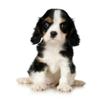 Cavalier King Charles spaniel