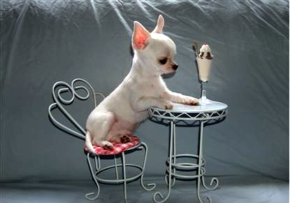 Chihuahua with ice cream