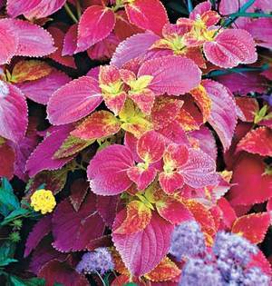 Coleus