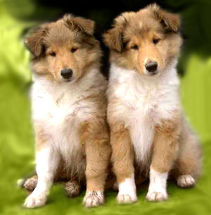 Collie Puppies on Collie Puppies   Puppies