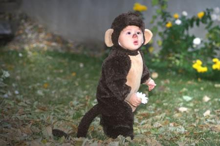 Cute l'il monkey