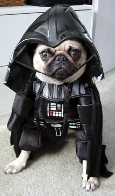 Darth Vader pug
