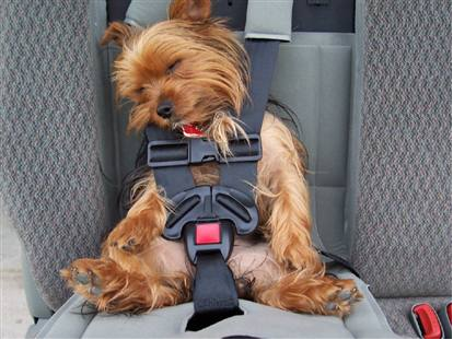 Dog in a carseat
