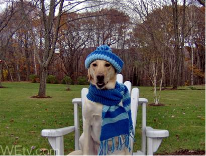 Nice and warm dog