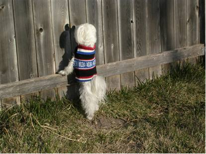 Dog looking through a fence
