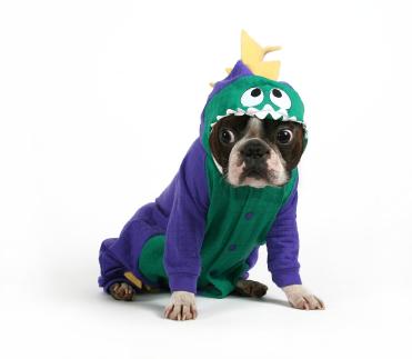 It's fun to play doggie dress-up