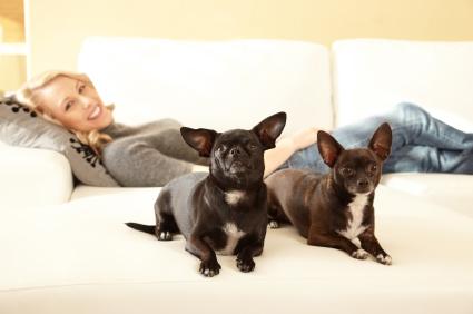 They love to cuddle and keep you company on the couch.
