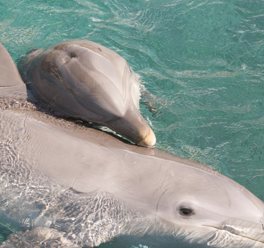 Baby dolphin