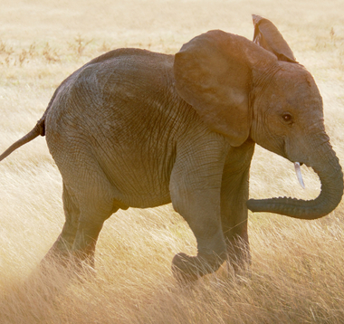 Baby elephant