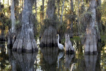 Everglades National Park, Florida