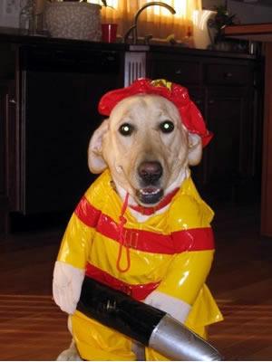 Fireman dog