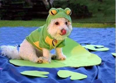Frog dog