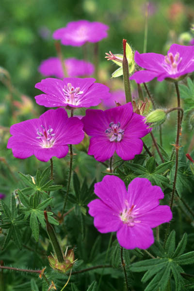 Geranium Sanguin