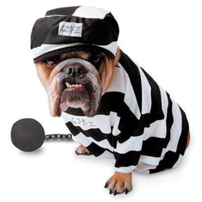 Prisoner Costume for Dogs
