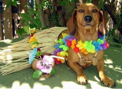 Hula dog