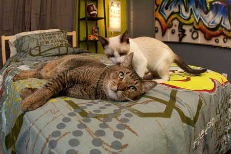 Family cats