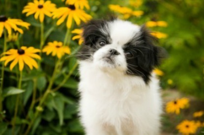 Japanese chin