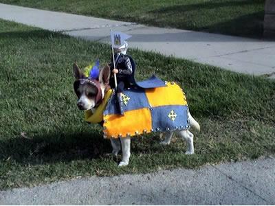 Knight dog