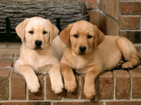 Labrador Retriever puppies