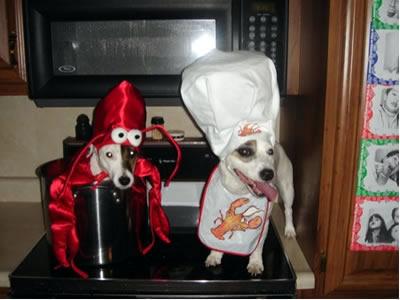 Lobster and chef dog
