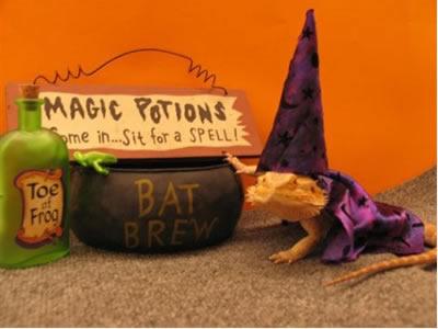 Lizard the magician