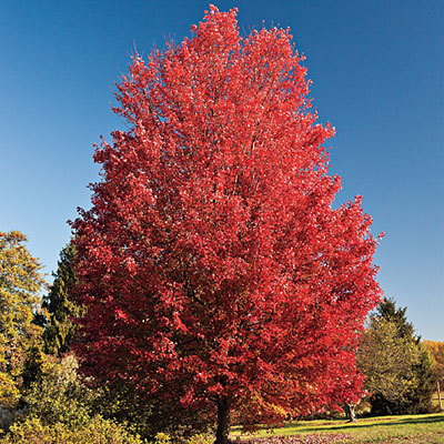 Red Maple