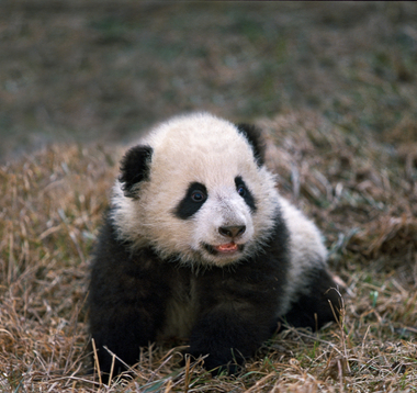 Pictures Baby Panda Bears on Baby Panda Bear   World S Cutest Baby Animal