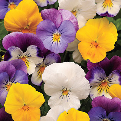 Pansies