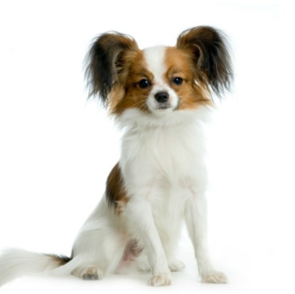 Papillon