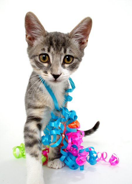 Party cat