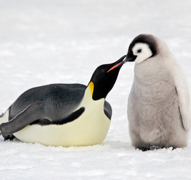 Baby penguin