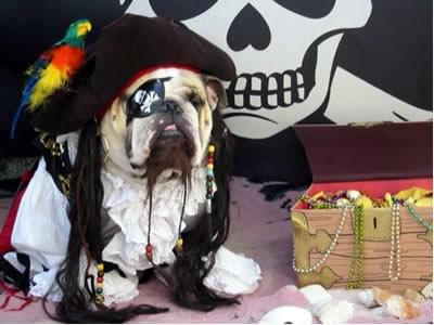 Pirate Pet