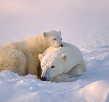 Baby polar bear