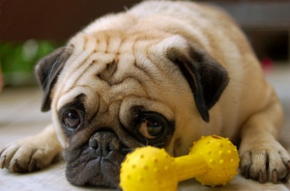 Pug