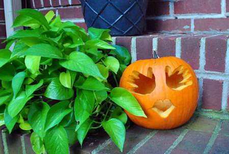 Baby's first pumpkin